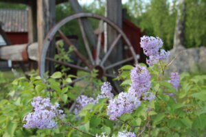 blommande syrener framför ett gammaldags trähjul - By Slånkvickus symbol